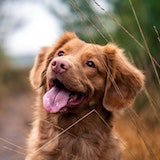 dog images