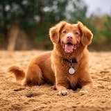 dog images